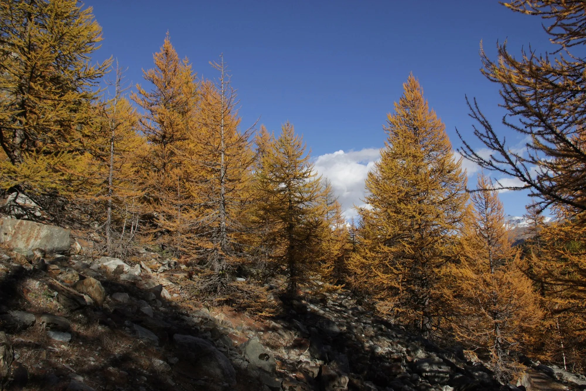 Lärchenwald im Herbst mit gelben Nadeln vor blauem Himmel