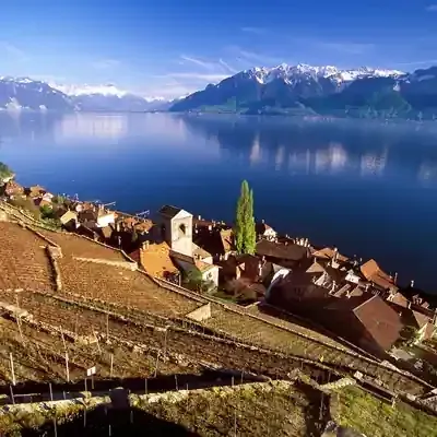 Dächer und kahle Rebzeilen über einem blauen See, Schneeberge dahinter