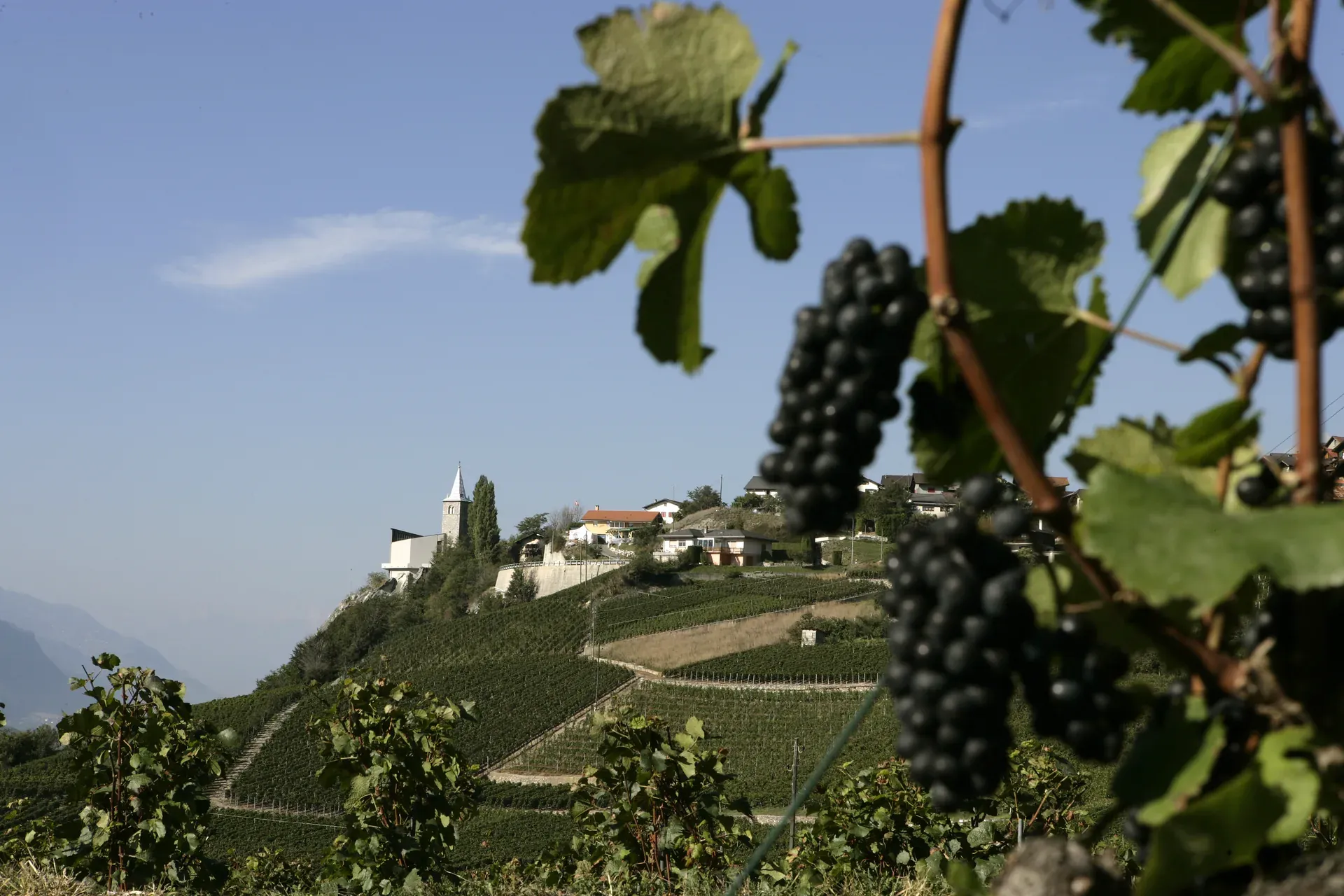 Schwarze Trauben im Vordergrund, dahinter Reben und ein Kirchturm
