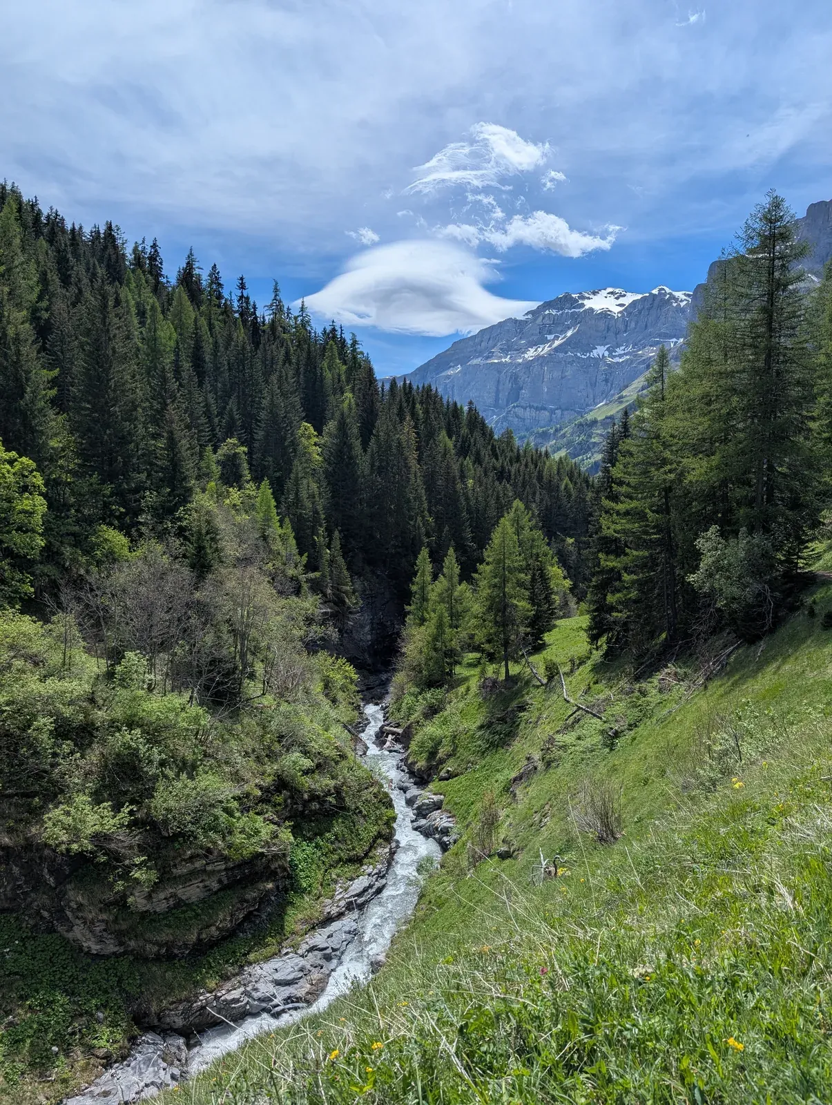 Ein Bach zwischen Nadelwald und grüner Wiese, hinten ein Berg mit Schnee