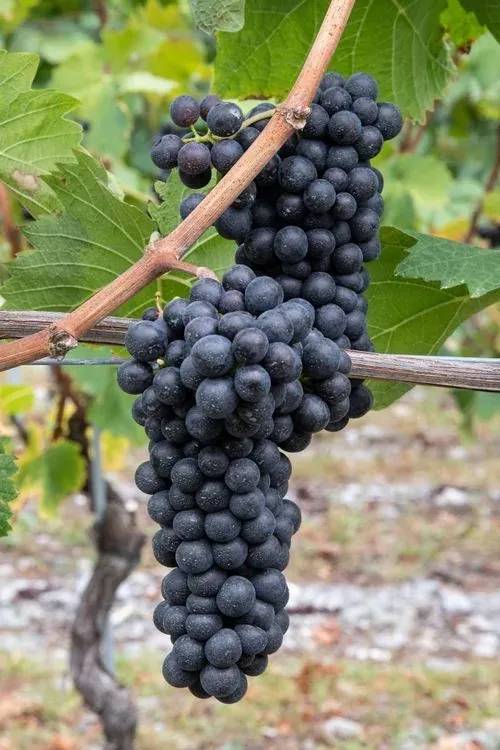 Zwei dichte Trauben fast schwarzer Beeren an einem Rebholz