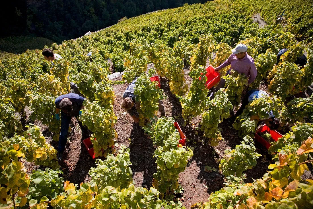 Mehrere Personen ernten Trauben zwischen Rebzeilen, rote Kisten im Gang