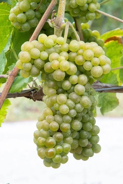 Eine dichte Traube heller Beeren an einem Rebholz